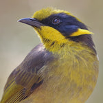 Q&A with Eliza Lamb Environmental Coordinator - Friends of the Helmeted Honeyeater Inc.